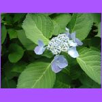 Flower 3.jpg